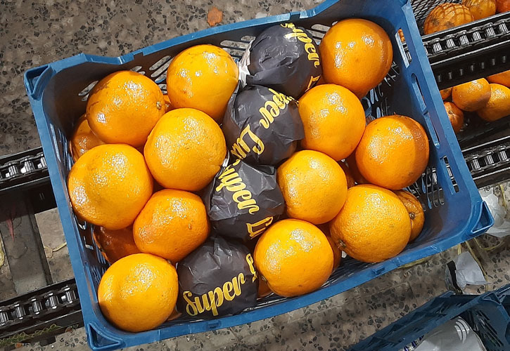بسته بندی پرتقال برای صادرات