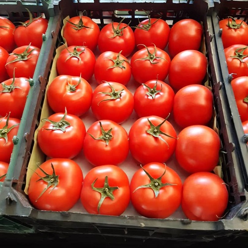 بسته بندی صادراتی گوجه