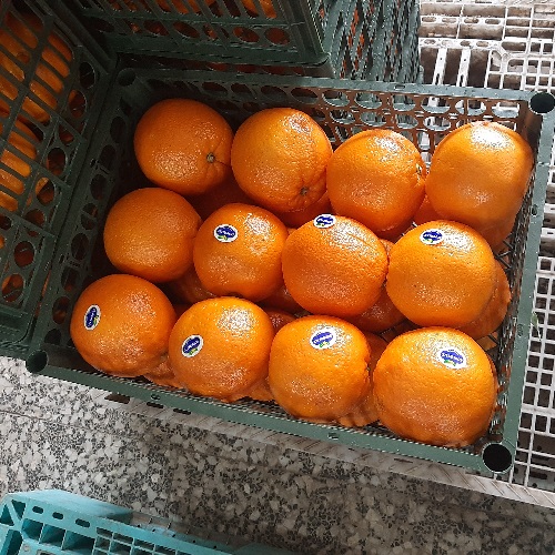 بسته بندی صادراتی پرتقال