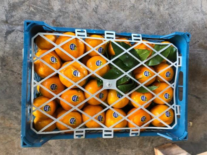 قیمت نارنگی ۱۴۰۲